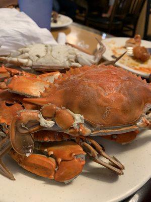 Blue Crab from Buffet a little overcooked