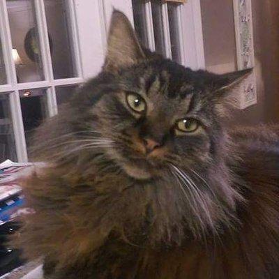 Reward: Lost black/gray Maine Coon female cat! Near Walmart in Forsyth, Georgia on Dec. 15th. Email: Btrn@aol.com