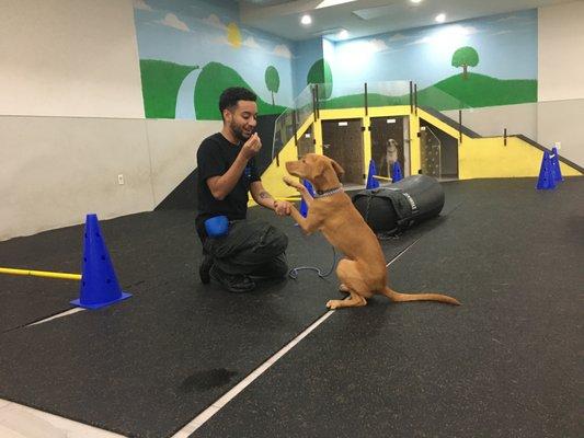 Puppy Kindergarten