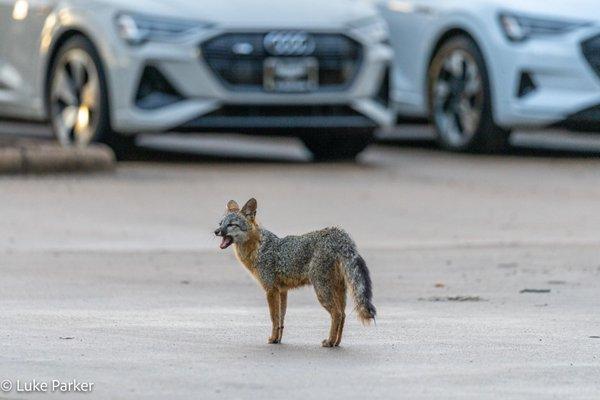 This dealership welcomes all customers, even if they have 4 legs and yell a lot