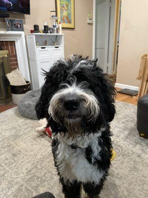 Shaggy fella ready for a cut