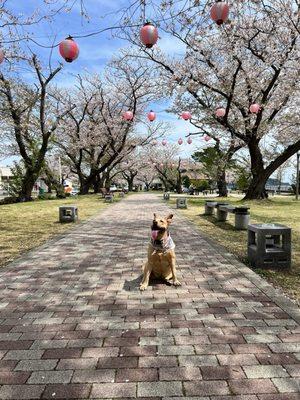 Our grand dog Koa made it to Japan!!