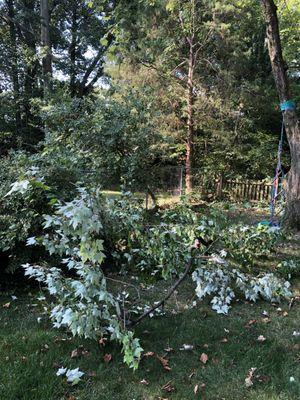 Limbs Downed by AAA on my property when their felled tree crashed into our yard