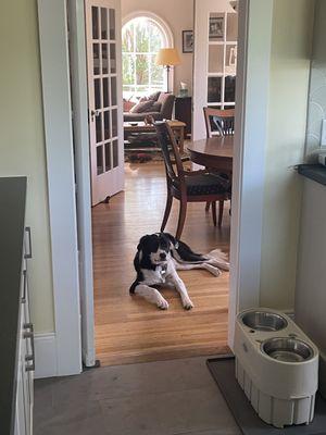 Dickens, listening to boundaries of calming the kitchen!