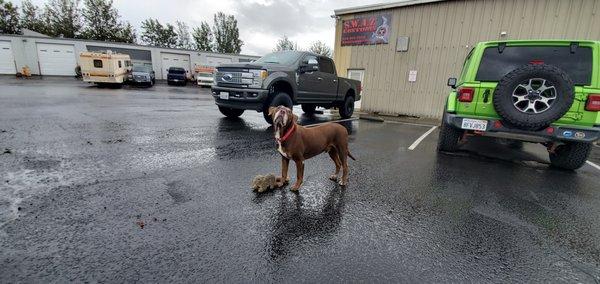 Buddy the Shop Dog & F250 BDS coil over lift