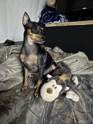 Miniature Pinscher