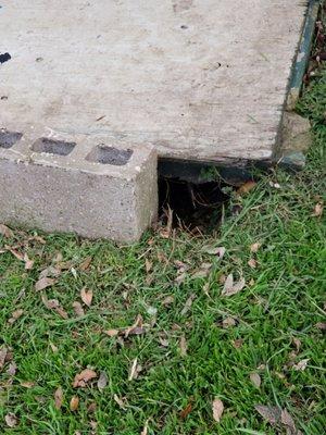 Skunk holes on side of apartment