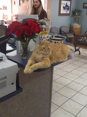 Our office cat "Garfield"