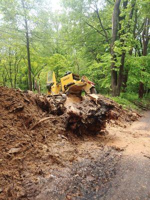 Stump grinding large fallen oak.