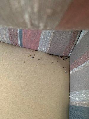 Mouse droppings in couch