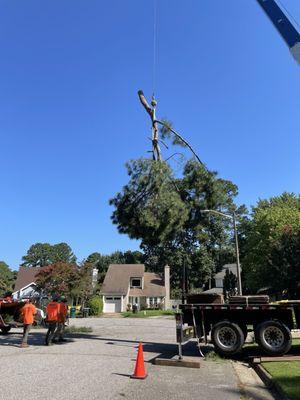 Tree top safely being lowered to the truck.