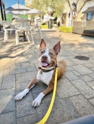 Learning to chill on an outdoor restaurant patio