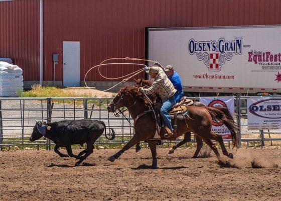 Roping at Olsen's Arena with Livin the Dream Livestock