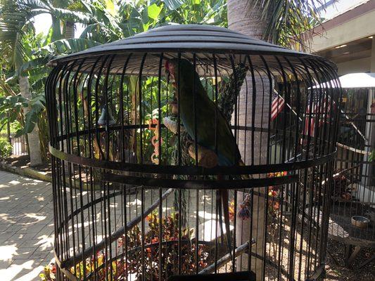 Parrots outside