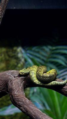 Bush viper