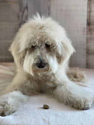 After a bath, Booker gets treats! The staff were so friendly and accommodating - even though we just used the self-wash services!