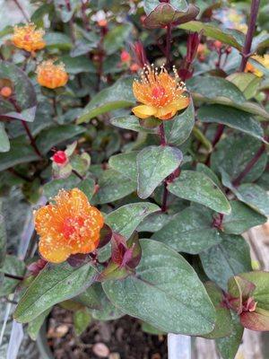 Floralberry Sangria St. John's Wort