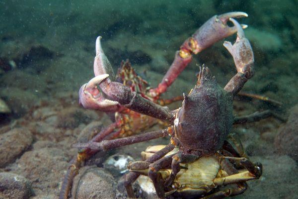 Northern kelp crabs fighting