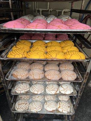 Fresh conchas out of the oven daily! #breadbakeries