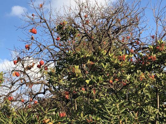 Permission tree with plenty birds