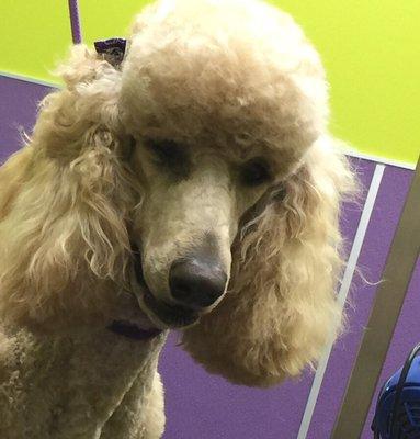 Groomed by Megan @ PetSupermarket