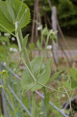 Tender greens