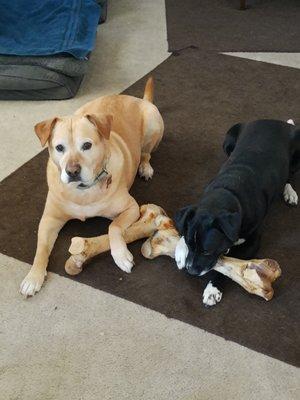 Cajun and his sister, happy during the months he had left with us