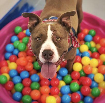 Laker of @lifewithlaker loves our ball pit