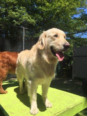 Beau playing with friends at Barker Brook