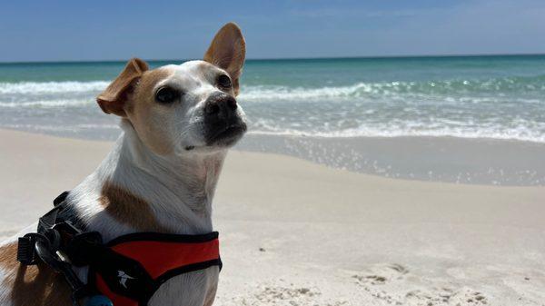 Some puppy loves the beach!