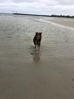 Our pup running free on a beach!