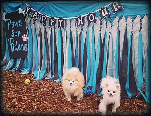 Yappy Hour, one of the many fun events here. These are my boys