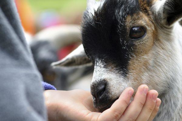 Hand feed goats.