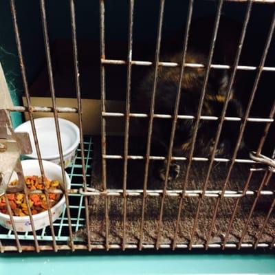 17 year old kitty in the cat kennel.