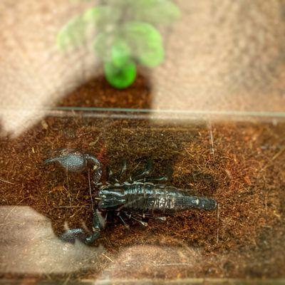 Emperor Scorpion!