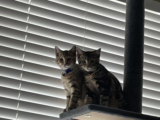 My kittens