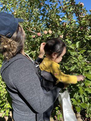 Baby wearing so we can both pick apples at the same time