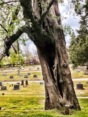 This is a tree that was in the book "Remarkable Trees in Virginia"--an eastern red cedar and a black cherry.