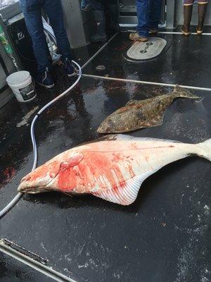 Halibut!