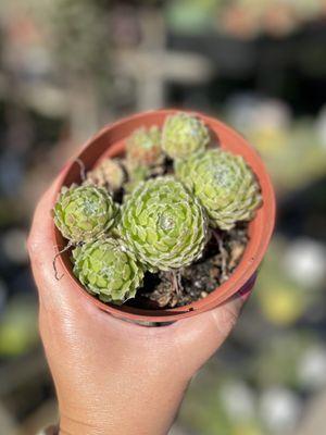 4" Sempervivum Cob Web $4.99