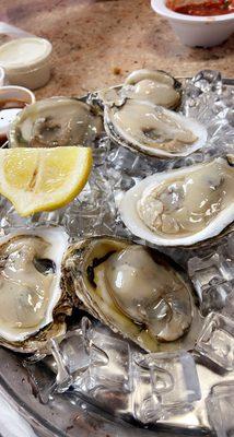 Oysters