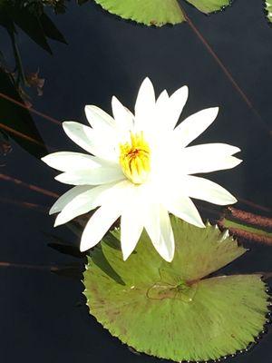 Longwood Lily