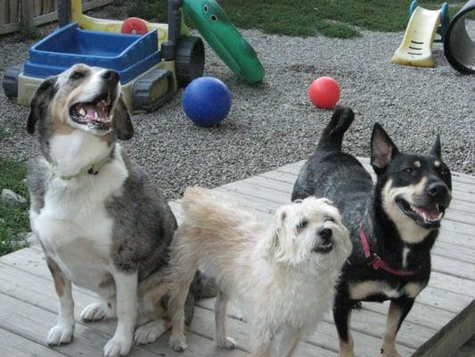 Real daycare for real dogs!