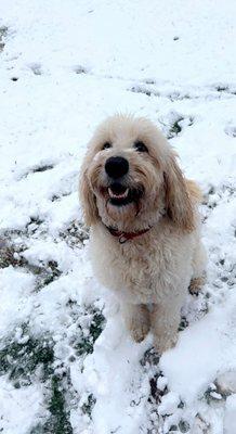 Cooper enjoying the first snow of the year!