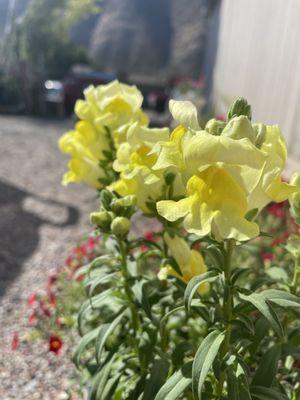 ellow snapdragons brighten up this garden with vibrant color, expertly designed and maintained by Blooming Gardens LLC in Roaring Fork Valle