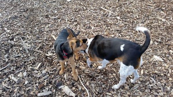 Oyster Bay Dog Park