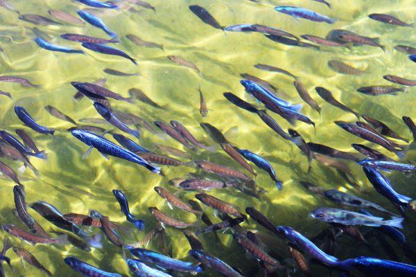 Electric Blue Cichlids, Miami, Coral Gables, Redlands