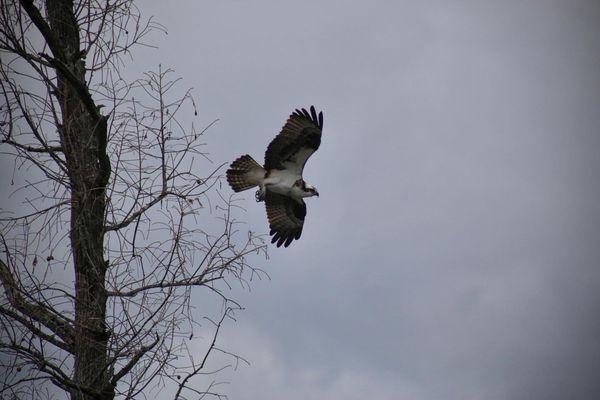 Osprey