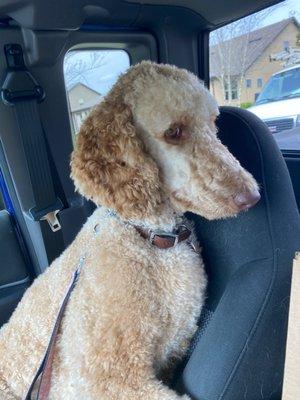 Standard Poodle on travel escort to vet