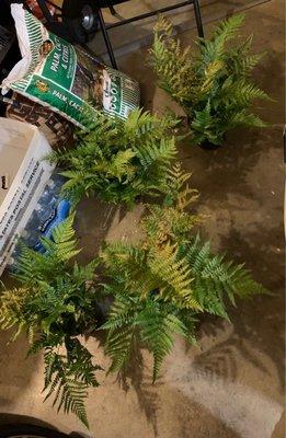 Impulse buy: fern sale - 2for$10 (reg price $10.98)